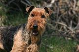 WELSH TERRIER 015